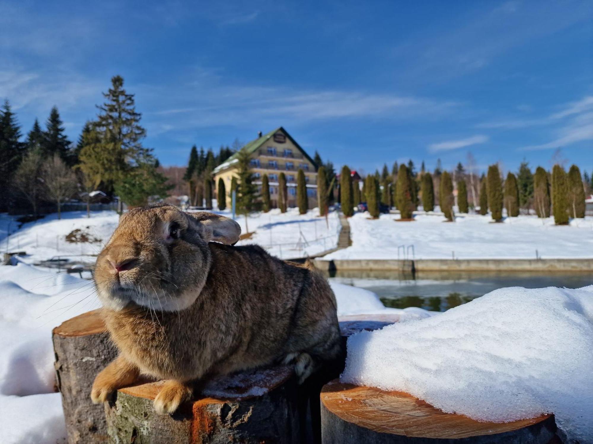 Hotel Poiana Bucovat Gura Humorului Zewnętrze zdjęcie