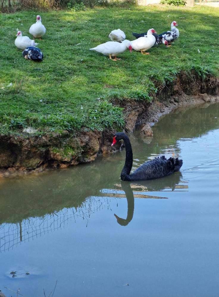 Hotel Poiana Bucovat Gura Humorului Zewnętrze zdjęcie